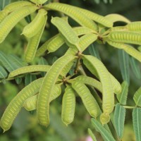 Mimosa pigra L.